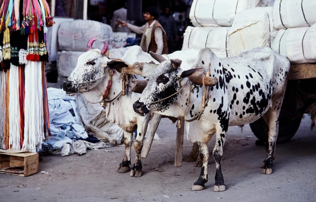 twin cities cattle markets