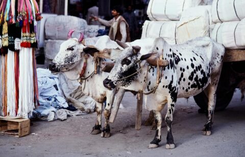 twin cities cattle markets